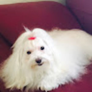 Meet your Posher, Sofia